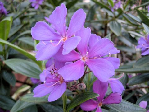 Tibouchina urvilleana