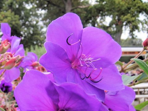 Tibouchina urvilleana