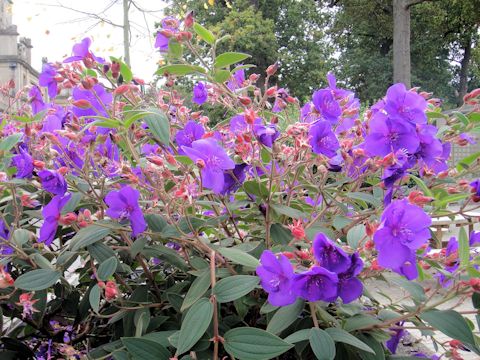 Tibouchina urvilleana