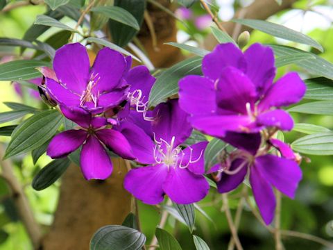 Tibouchina urvilleana