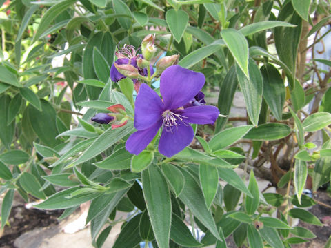 Tibouchina urvilleana