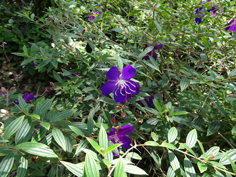 Tibouchina urvilleana