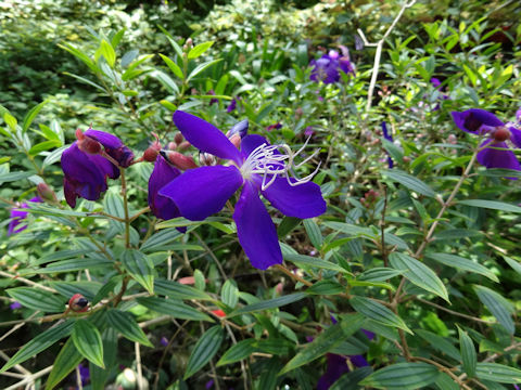 Tibouchina urvilleana