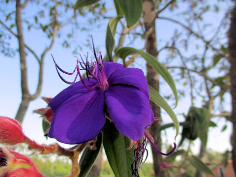 Tibouchina urvilleana