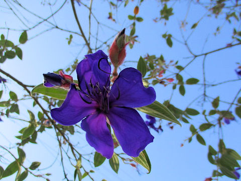 Tibouchina urvilleana