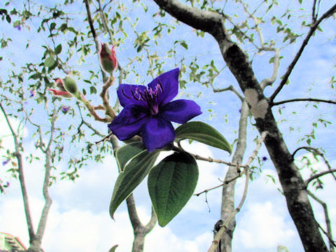 Tibouchina urvilleana