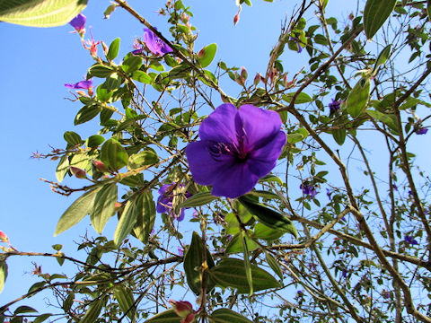 Tibouchina urvilleana