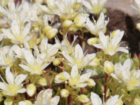 Saxifraga cherlerioides var. rebunshirensis