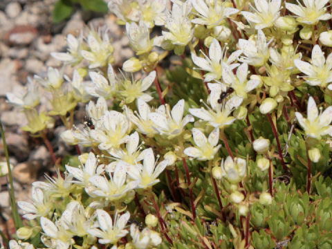 Saxifraga cherlerioides var. rebunshirensis