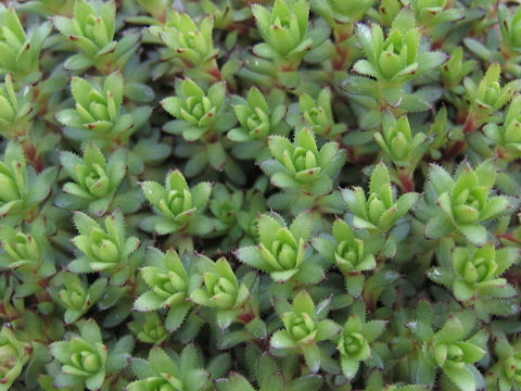 Saxifraga cherlerioides var. rebunshirensis