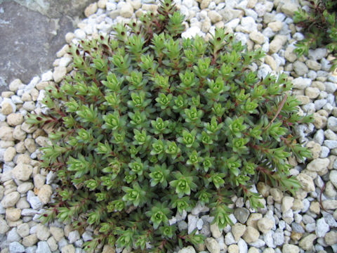 Saxifraga cherlerioides var. rebunshirensis