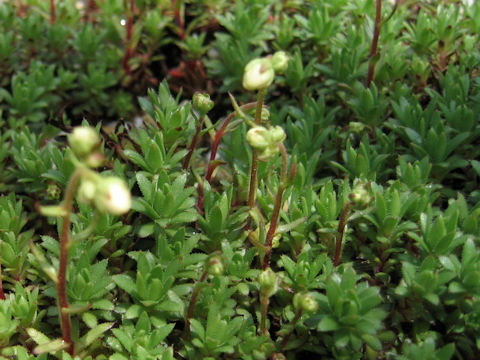 Saxifraga cherlerioides var. rebunshirensis