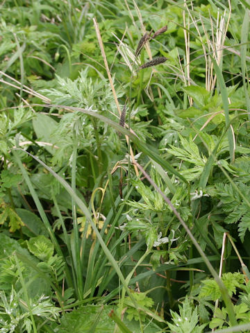 Carex scita var. scabrinervia