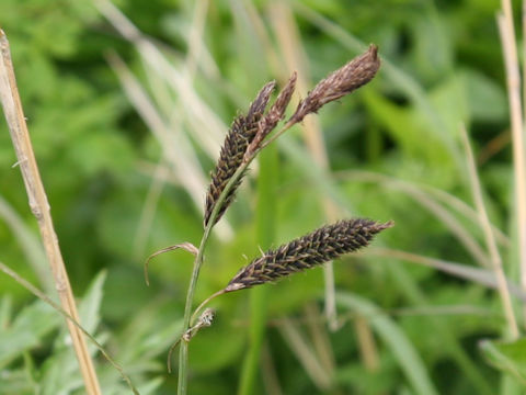 Carex scita var. scabrinervia