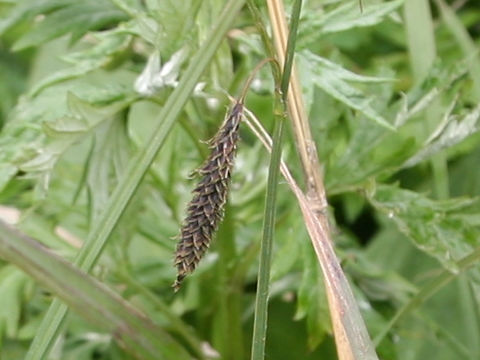 Carex scita var. scabrinervia