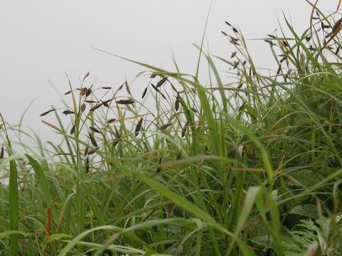 Carex scita var. scabrinervia