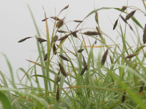 Carex scita var. scabrinervia