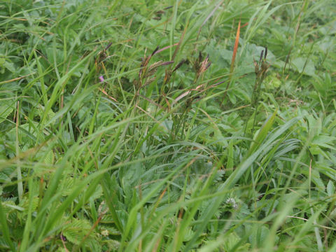 Carex scita var. scabrinervia