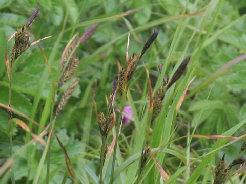 Carex scita var. scabrinervia