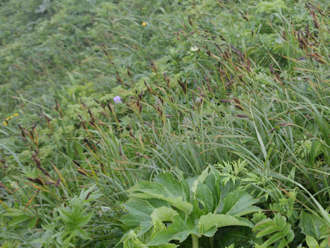 Carex scita var. scabrinervia