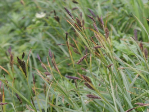 Carex scita var. scabrinervia