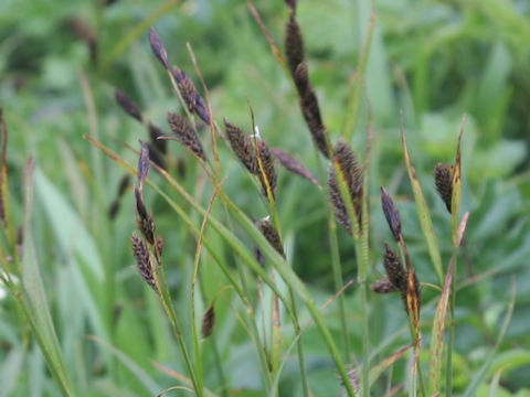 Carex scita var. scabrinervia