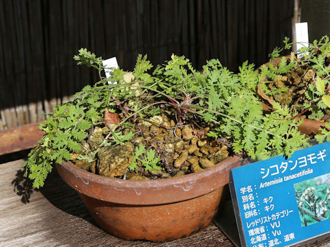 Artemisia tanacetifolia
