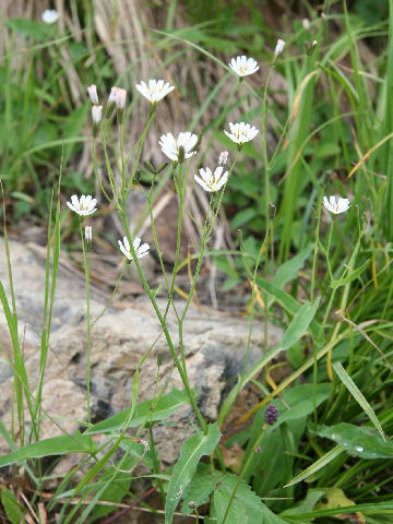 Ixeris dentata ssp. kimurana f. albescens