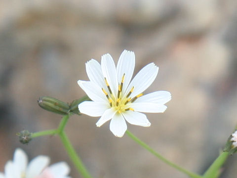 Ixeris dentata ssp. kimurana f. albescens