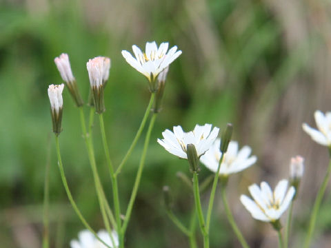 Ixeris dentata ssp. kimurana f. albescens