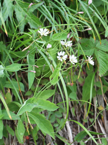 Ixeris dentata ssp. kimurana f. albescens