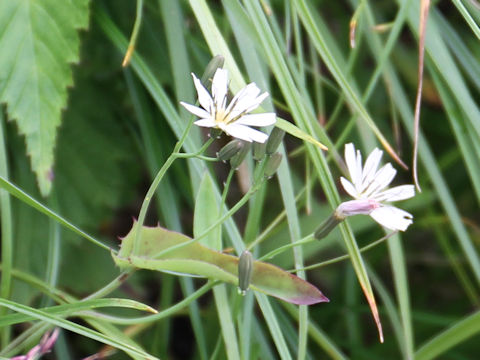 Ixeris dentata ssp. kimurana f. albescens