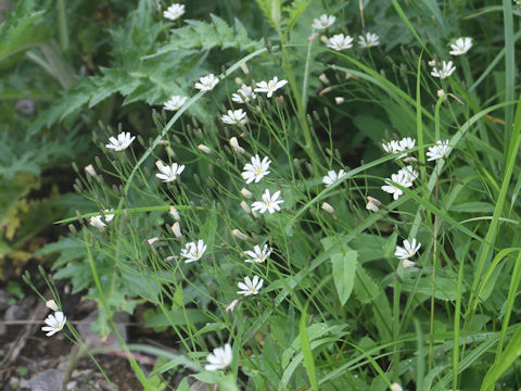 Ixeris dentata ssp. kimurana f. albescens