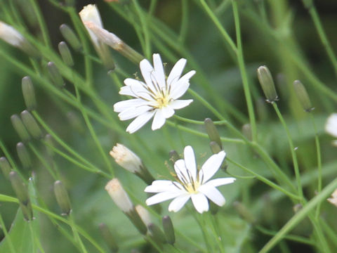 Ixeris dentata ssp. kimurana f. albescens