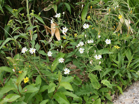 Ixeris dentata ssp. kimurana f. albescens