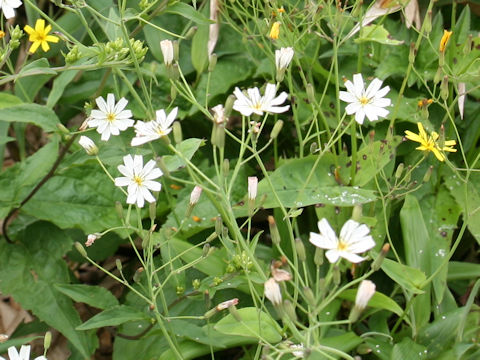 Ixeris dentata ssp. kimurana f. albescens