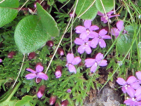 Silene acaulis