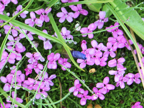 Silene acaulis