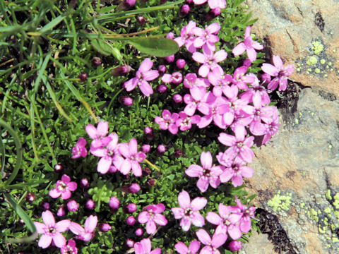 Silene acaulis