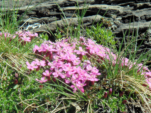 Silene acaulis