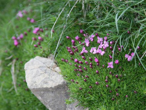 Silene acaulis