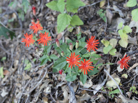 Silene laciniata