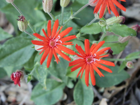 Silene laciniata