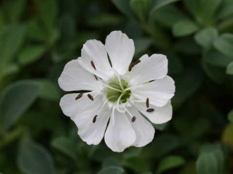 Silene maritima