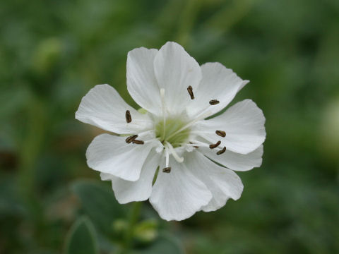 Silene maritima