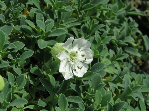 Silene maritima