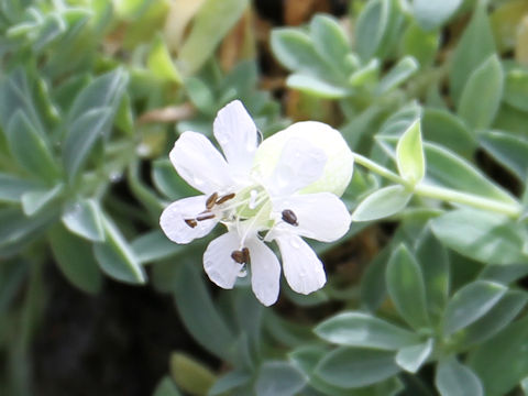 Silene maritima