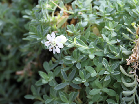 Silene maritima