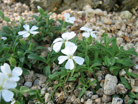 Silene sakhalinensis