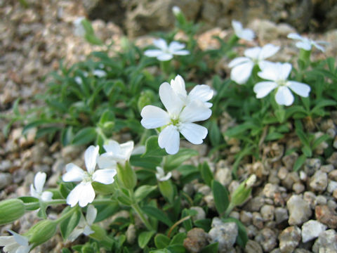 Silene sakhalinensis